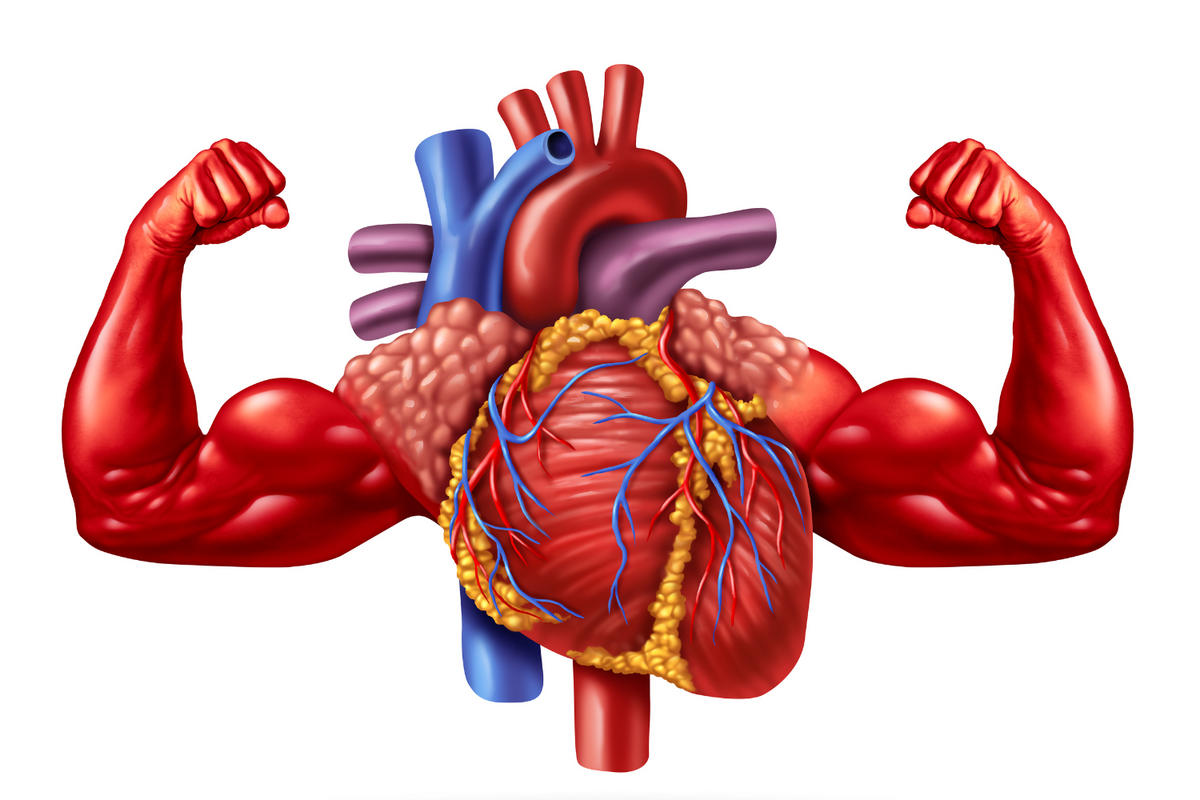 Exercise for a Healthy Heart: A Comprehensive Guide